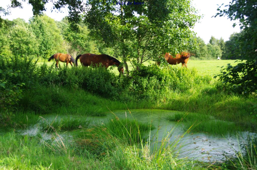 tour 2010 (3).jpg - met nog een dobbe in De Ring